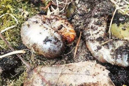 larvy chrust obycajny alebo zlaton obycajny