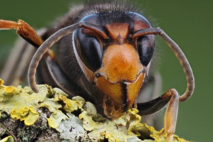 Sršeň ázijský (Vespa Velutina)