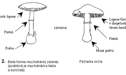 Rozdiel medzi muchotrávkou a pečiarkou